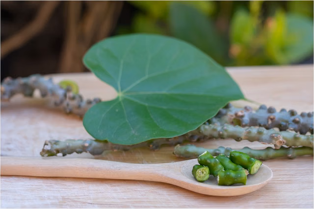 Can Guduchi (Tinospora cordifolia), a traditional hepatoprotective herb, cause liver injury?